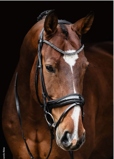 Satchmo Snaffle Bridle
